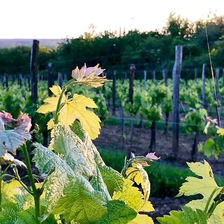Alojamento de Acomodação e Pequeno-almoço Château Fauchey Cardan